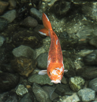 Orange And White Lucky Koi Fish Swimming In Clear Green Rock Filled Water