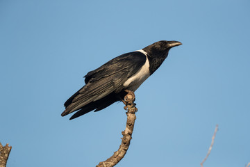 Pied crow.