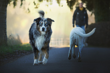 Border Collie Hund mit intensiven Augen und Labrador Retriever treffen sich auf der Straße beim...
