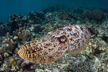 Broadclub Cuttlefish Swimming Over Reef in Raja Ampat