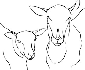 Contour drawing. Sheep and lamb.