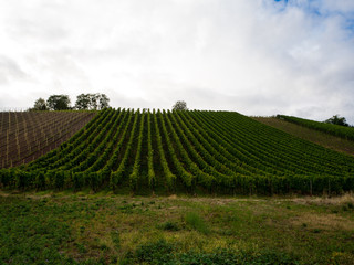 Fototapeta na wymiar View of vineyard meadow in remich luxembourg
