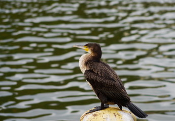 Kormoran