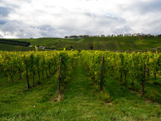 Fototapeta na wymiar View of vineyard meadow in remich luxembourg