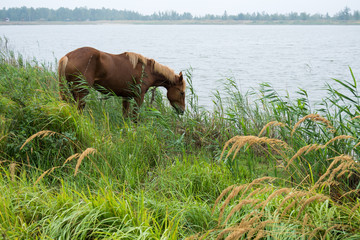 Naklejka premium Horse eating grass on the shore of the lake, September, autumn, Brest, Belarus,