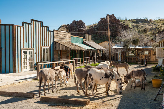 Burros (Donkeys) in Oatman Chost town in Arizona