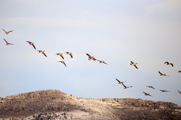 Canadian Geese