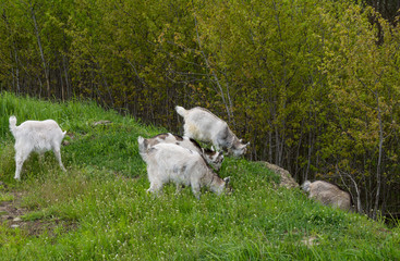 Fototapeta premium Goats eat grass on a hill, May, spring, Brest, Belarus,