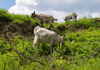 Obraz na płótnie Canvas Goats eat grass on a hill, May, spring, Brest, Belarus,