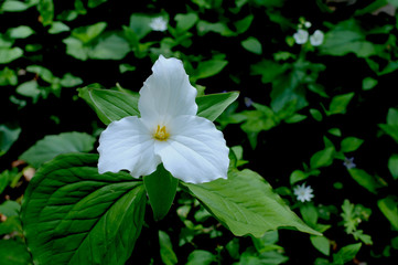 Large Flowered Trillium