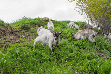 Obraz na płótnie Canvas Goats eat grass on a hill, May, spring, Brest, Belarus,