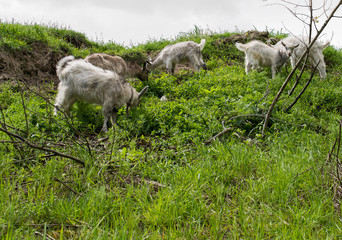 Naklejka na ściany i meble Goats eat grass on a hill, May, spring, Brest, Belarus,