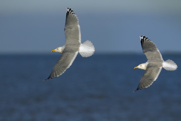 Herring Gull Larus argentatus Immature birds flying over a stormy North Sea