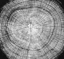 Large black and white tree stump with rings cracks and texture