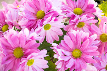 colorful of Chrysanthemum Blossom and green leaf with sun light,