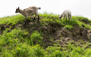 Obraz na płótnie Canvas Goats eat grass on a hill, May, spring, Brest, Belarus, 