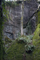 pianta solitaria nelle rocce degli orridi di Uriezzo (Canyon), Valle Antigorio, Ossola, Italia 