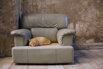 Cat in a couch