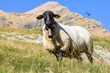 Fototapeta premium Sheep in the mountain backed up by a helicopter