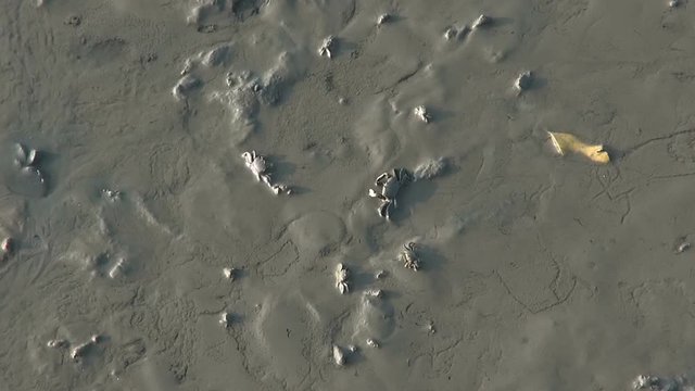 Crabs In The Mud. Some people search for shellfish on mud flats adjoining a mangrove swamp. 