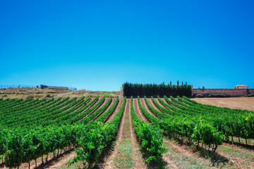 Fototapeta na wymiar Rows of vines in the field in Spain