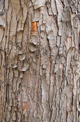 Tree bark texture. Wood background