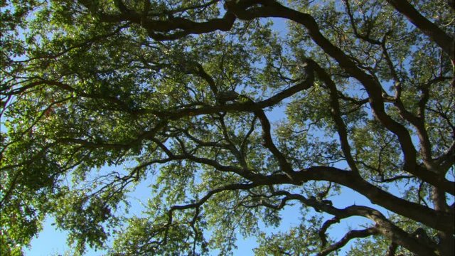 oak tree pan
