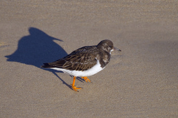 Turnstone Arenaria interpres running on tideline with shadow