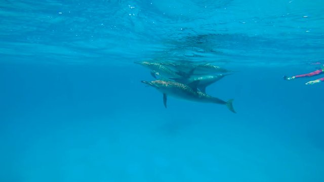 У дельфинов брачный период. Увлекательные подводные погружения в Красном море близ Египта.