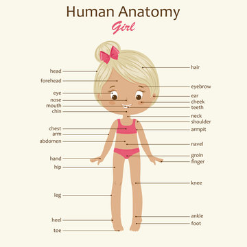 Human body anatomy. Little girl.