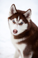 Obraz premium Husky dog