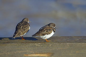 Three Turnstones Arenaria interpres resting on breakwater at high tide