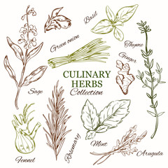 Hand Drawn Culinary Herbs Set