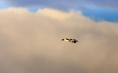 Ducks flying.