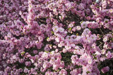 Cherry Blossoms double 01