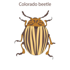 Colorado beetles on an isolated background