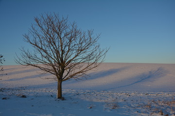 Ein Baum im Abendlicht mit Schnee und Ackerfeld