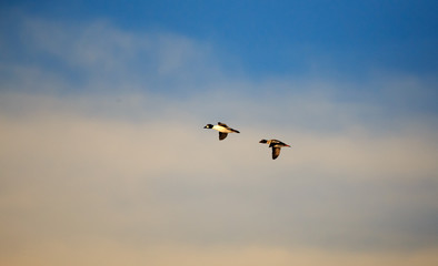 Ducks flying.