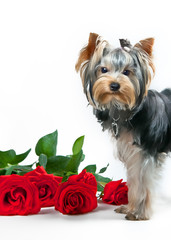 Yorkshire Terrier with red roses on a white background