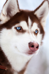 Portrait of bue eyed husky dog
