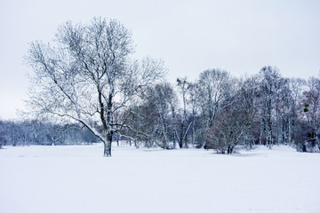 Park im Winter