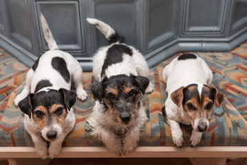 Drei Hund liegen gemeinsam auf der Bank im Zimmer 