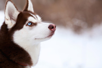 Stunning portrait of brown husky dog