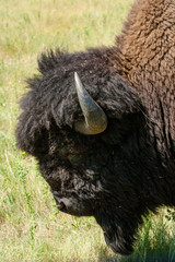Bison in Custer SP, Black Hills, SD