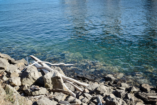 Pale driftwood on the tranquil shore of Elliott Bay and Puget Sound in Seattle