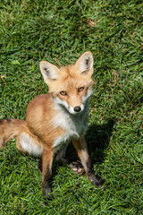 Fototapeta premium Fox in Black Hills, SD