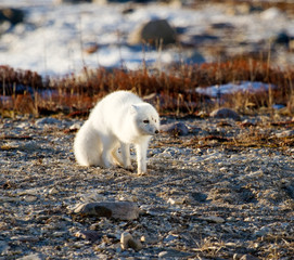 Arctic fox