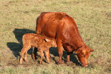 Neugeborenes Kalb mit Mutter auf der Wiese, Mutterkuhhaltung 