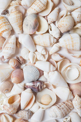 seashell background. in studio