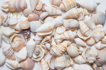 seashell background. in studio